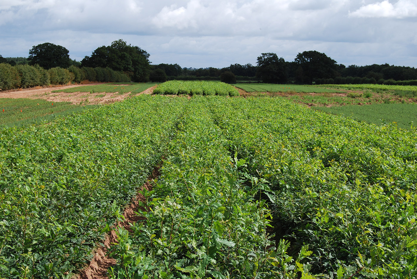 Maelor Forest Nurseries