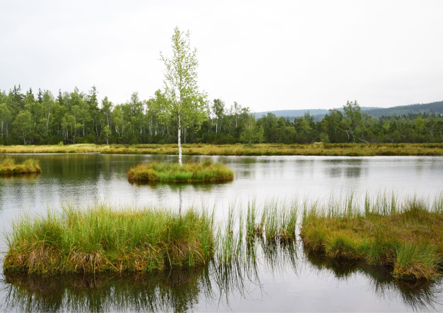 The Wider Benefits of Woodland Creation CarbonStore