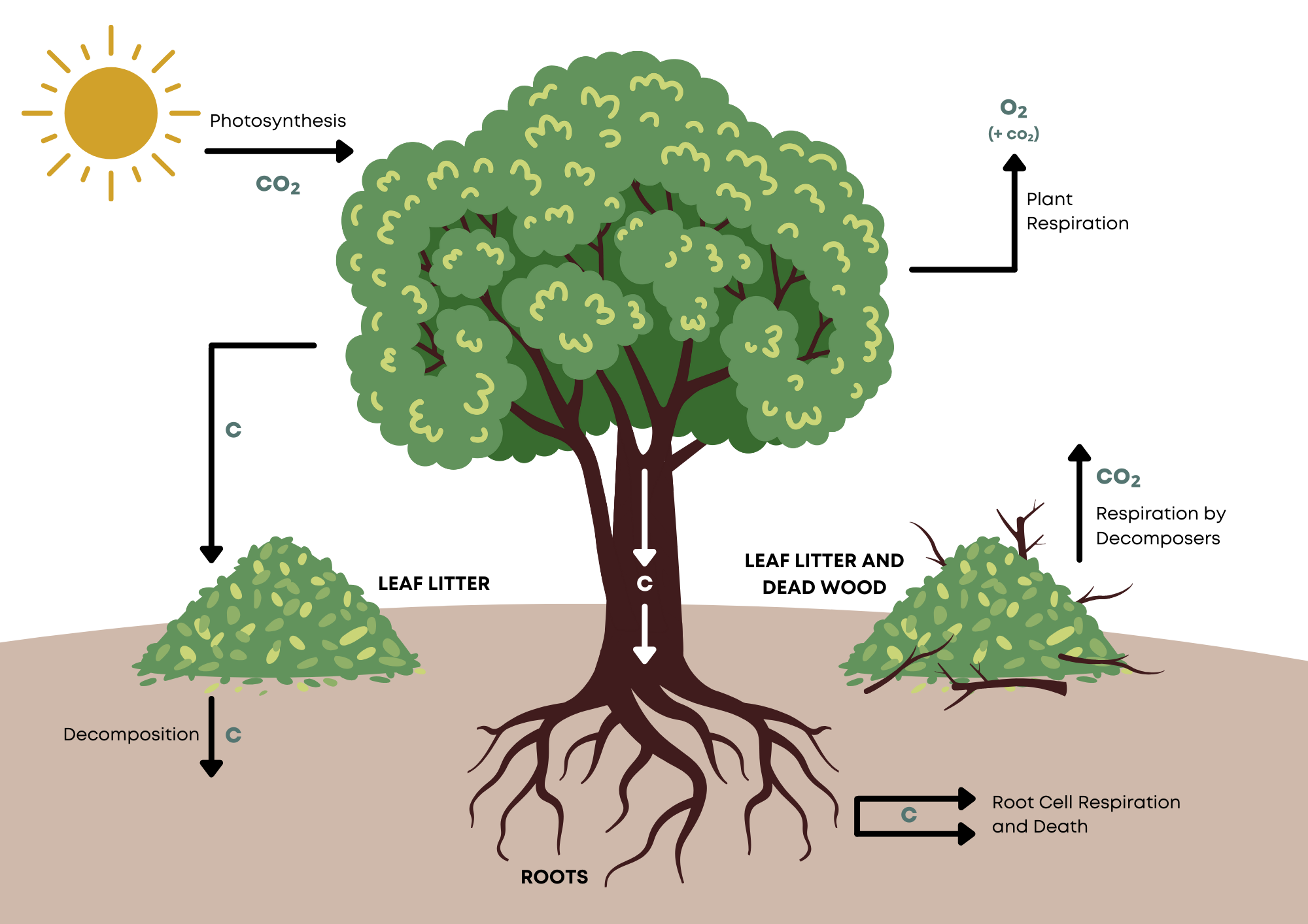 Munching bugs thwart eager trees, reducing the carbon sink